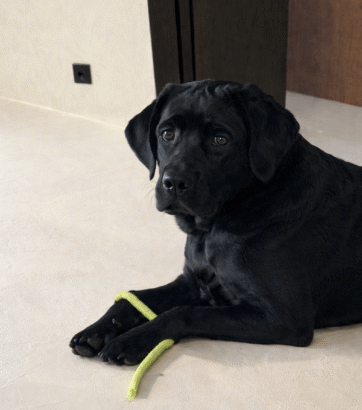 Pepper – Chief Security Officer – Immo Brown Knokke-Zoute